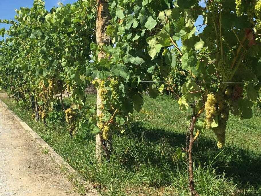 Quinta Dos Brazilaves - Ponte de Lima